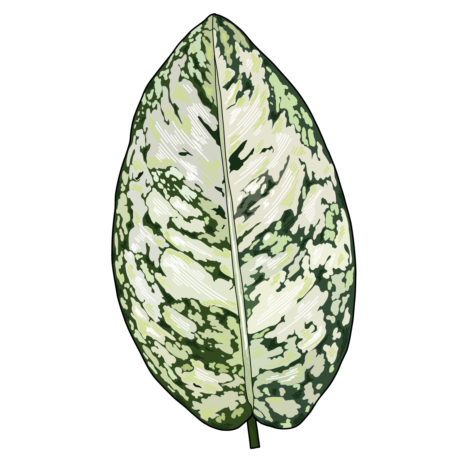 Aglaonema plants
