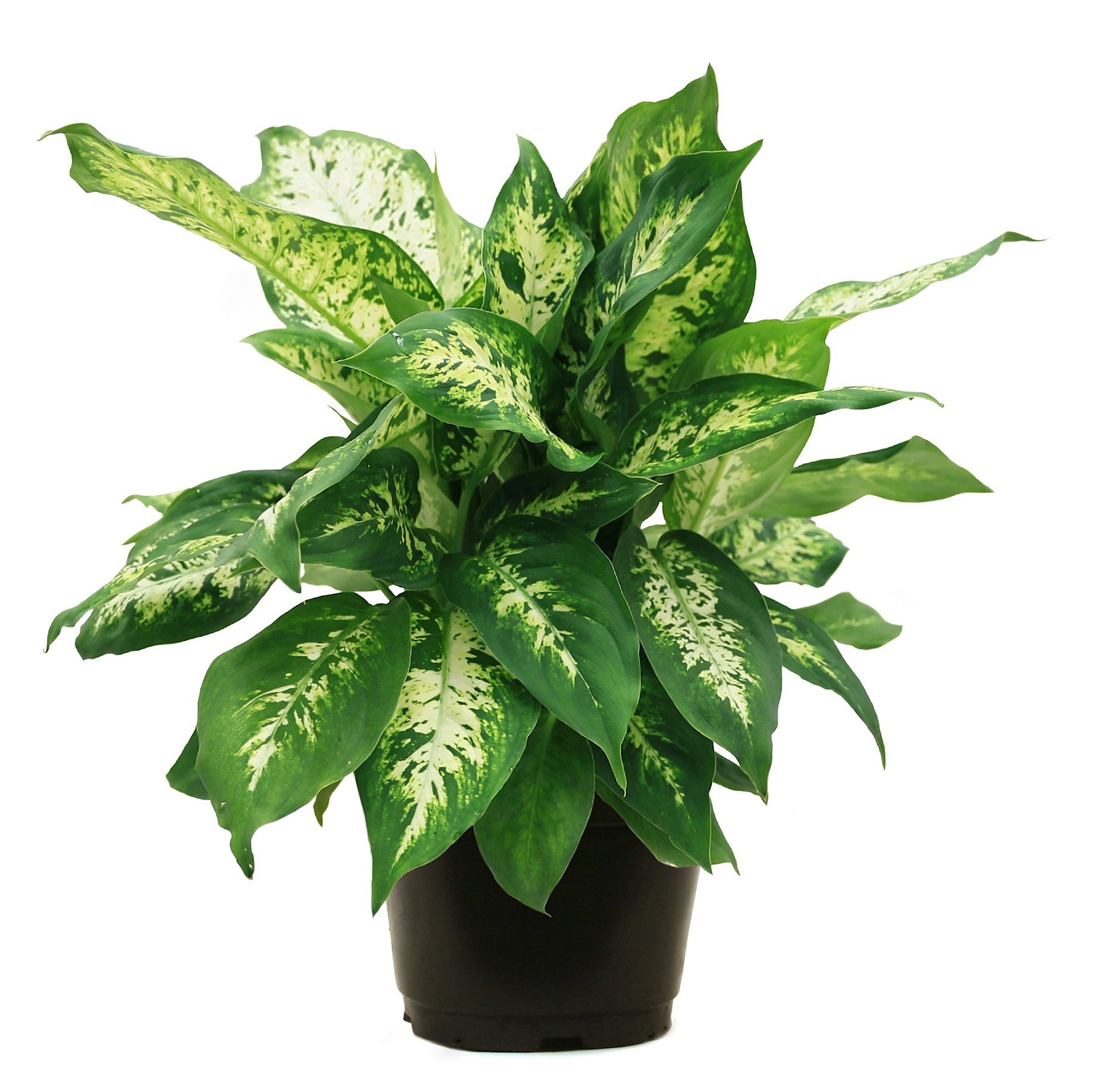 Dieffenbachia 'Amy'