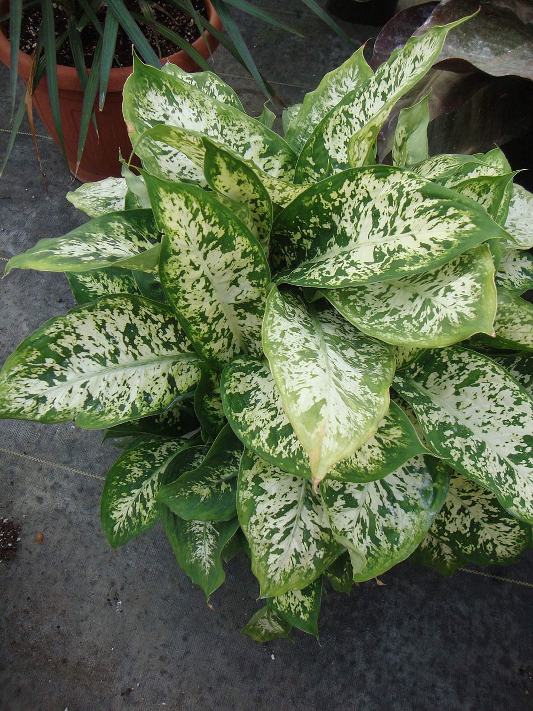 Dieffenbachia 'Amy'
