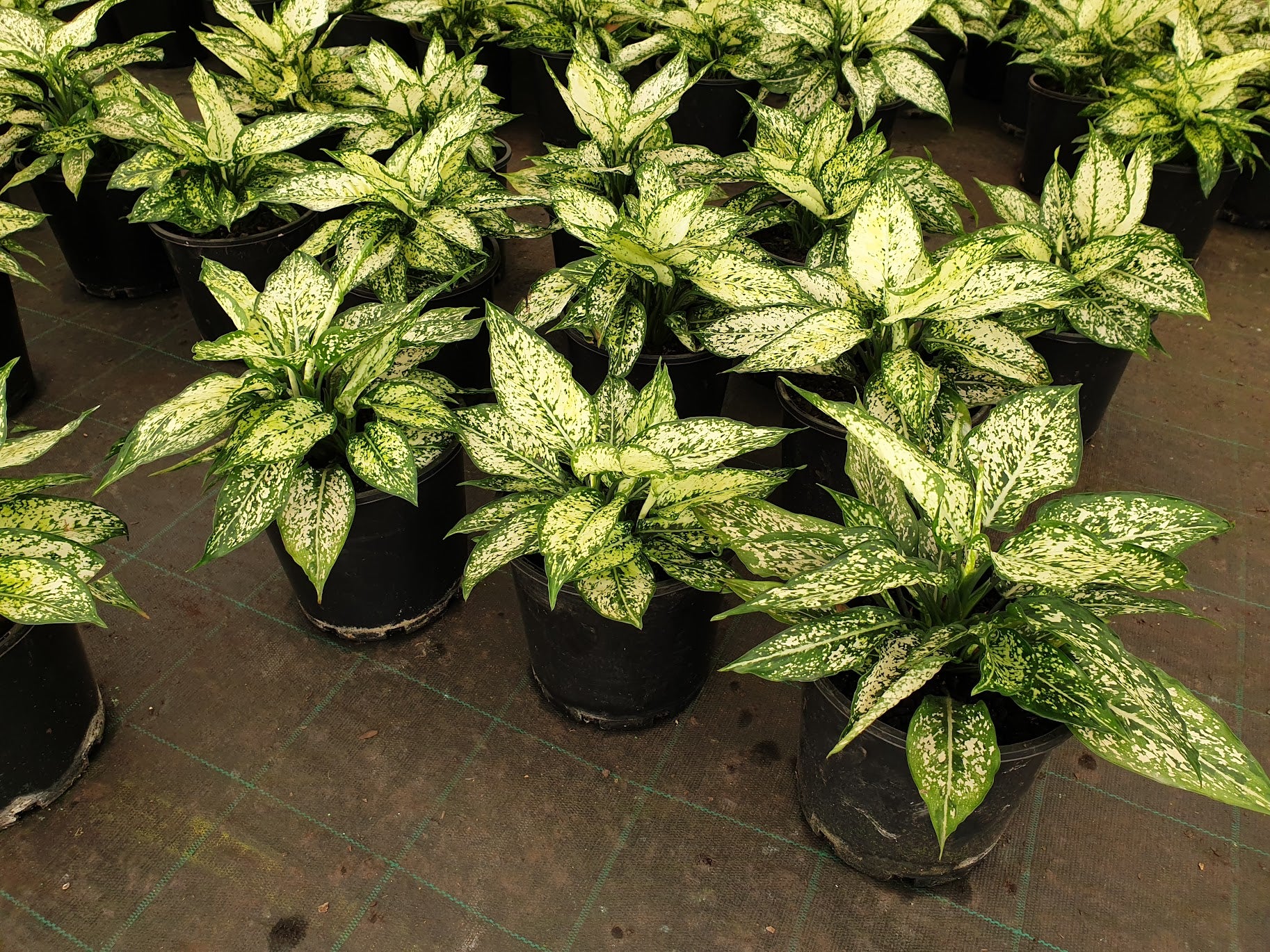 Aglaonema 'Thai Snowflake'