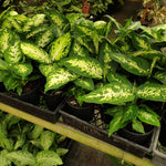 Dieffenbachia 'Amy'
