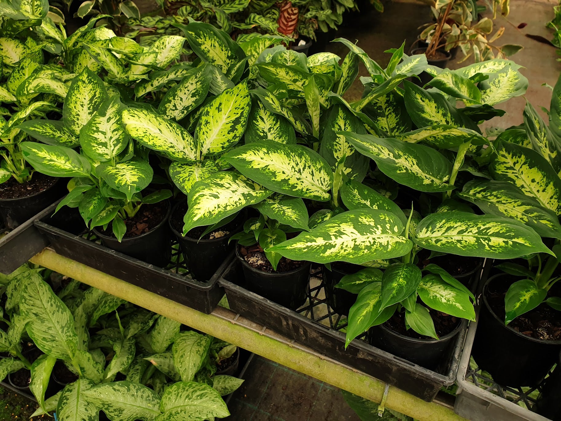 Dieffenbachia 'Amy'