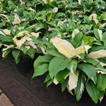 Spathiphyllum 'Picasso'