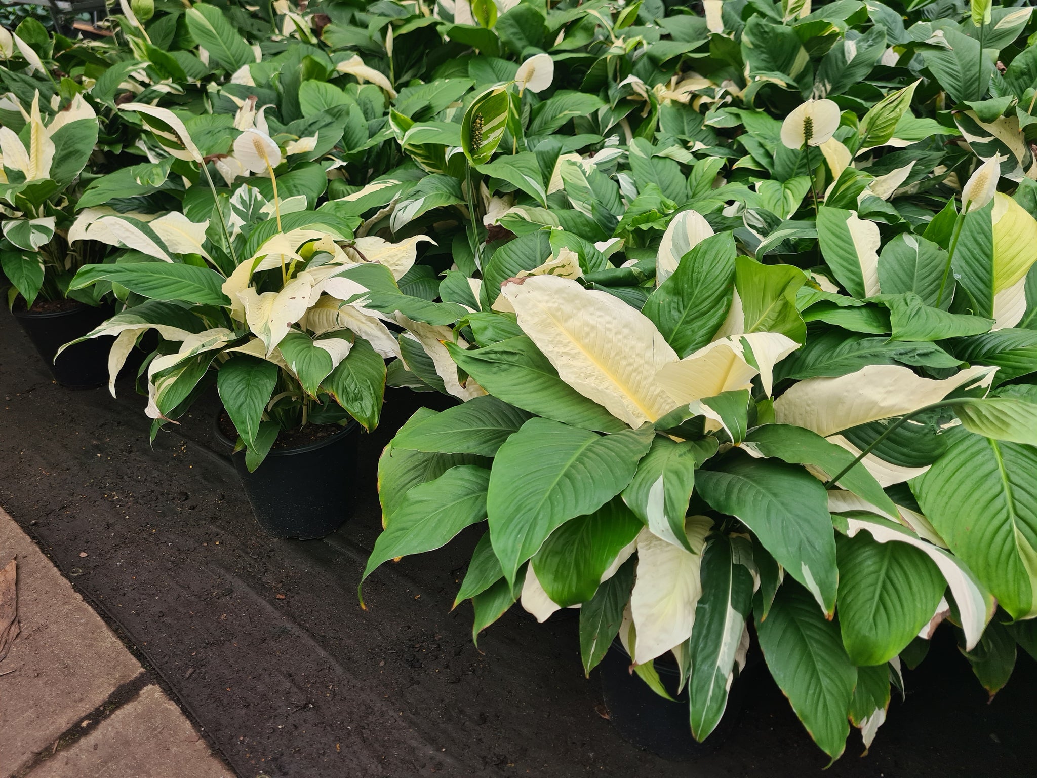 Spathiphyllum 'Picasso'