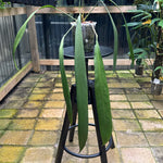 Anthurium vittarifolium