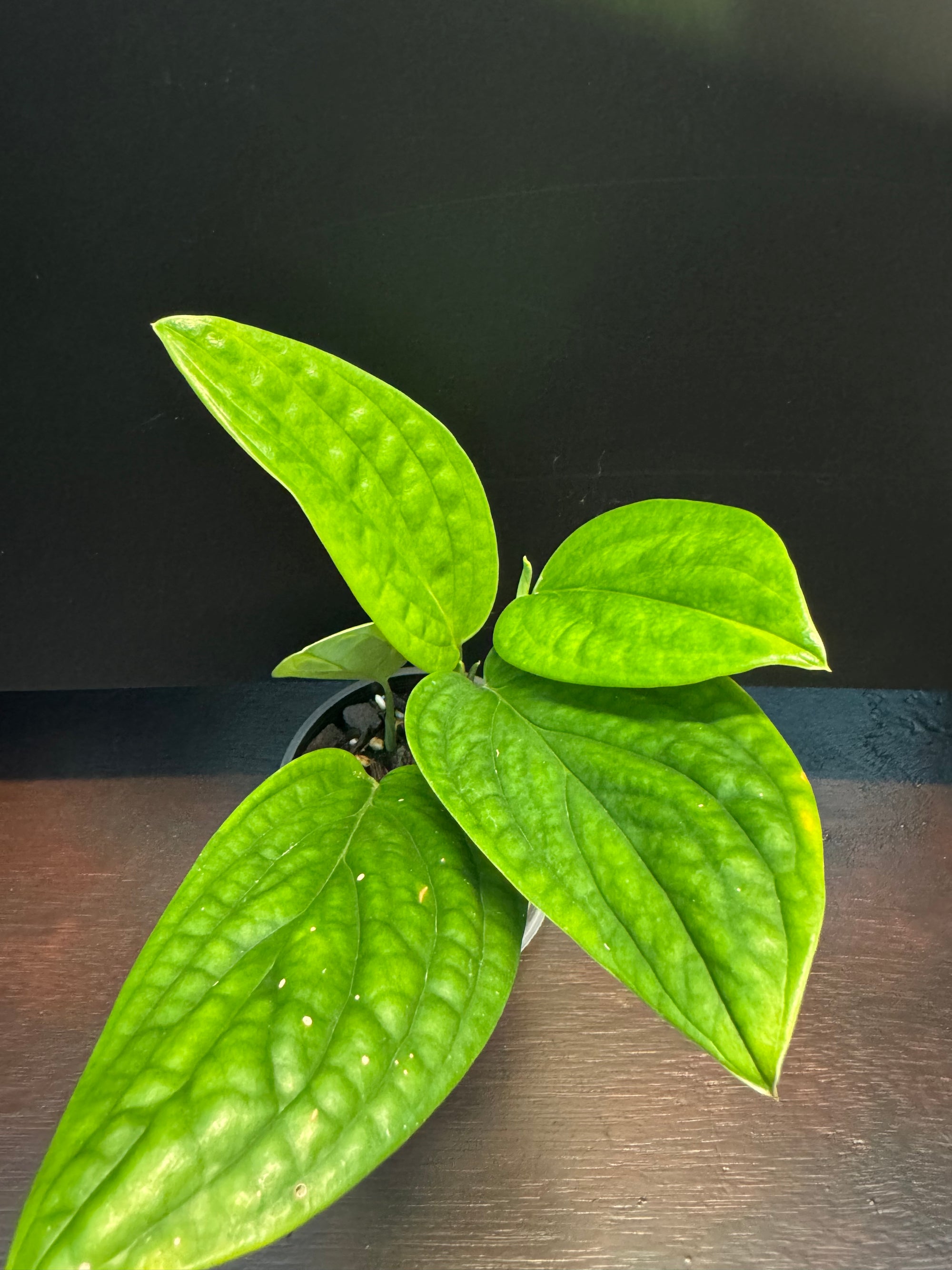 Monstera 'Peru'