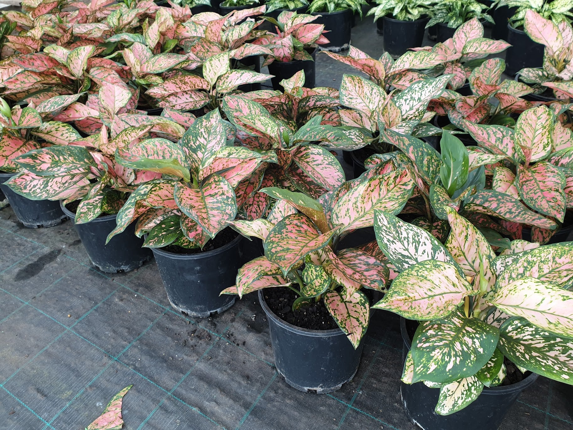 Aglaonema 'Lady Valentine'