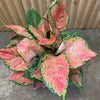 Aglaonema 'Lady Valentine'