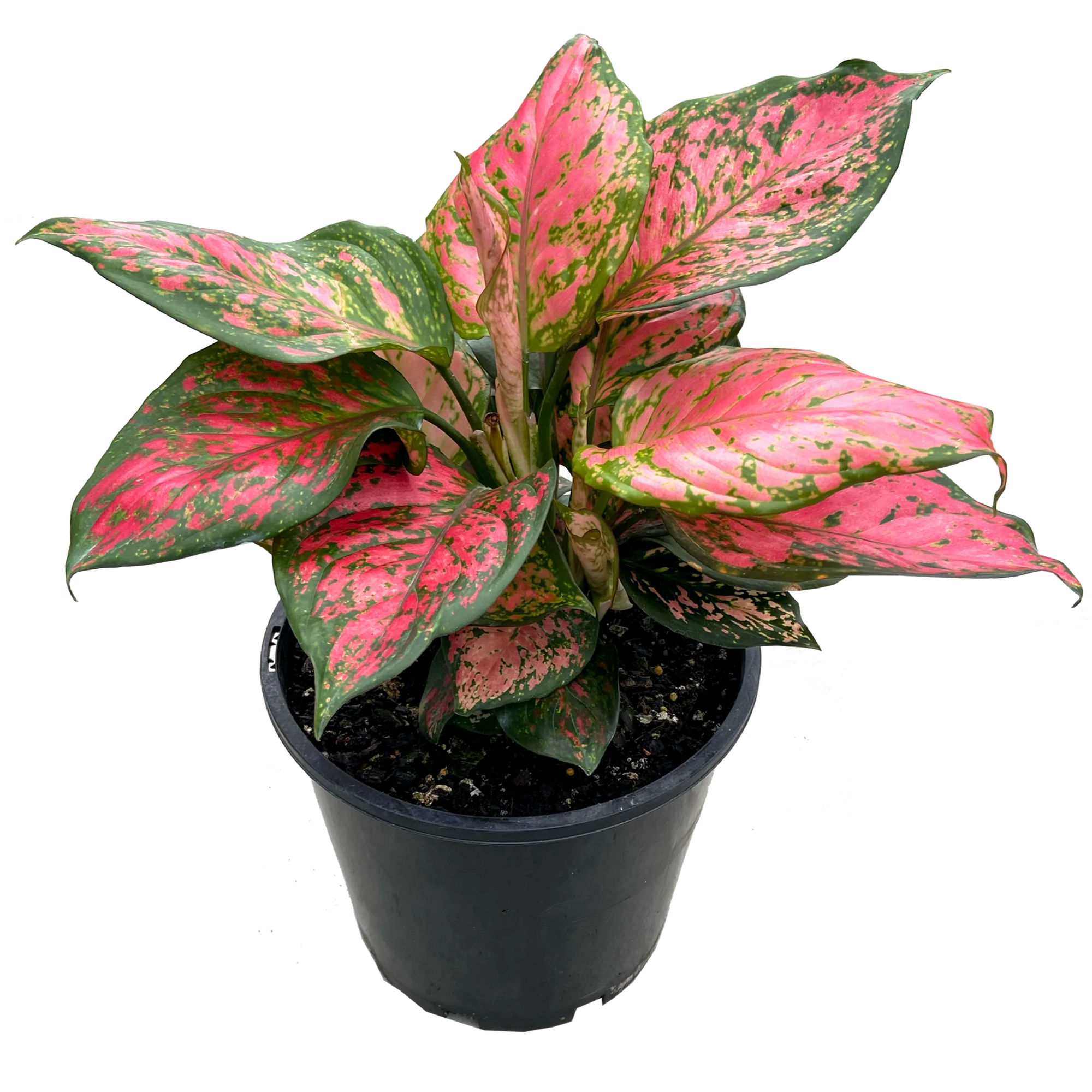 Aglaonema 'Lady Valentine'