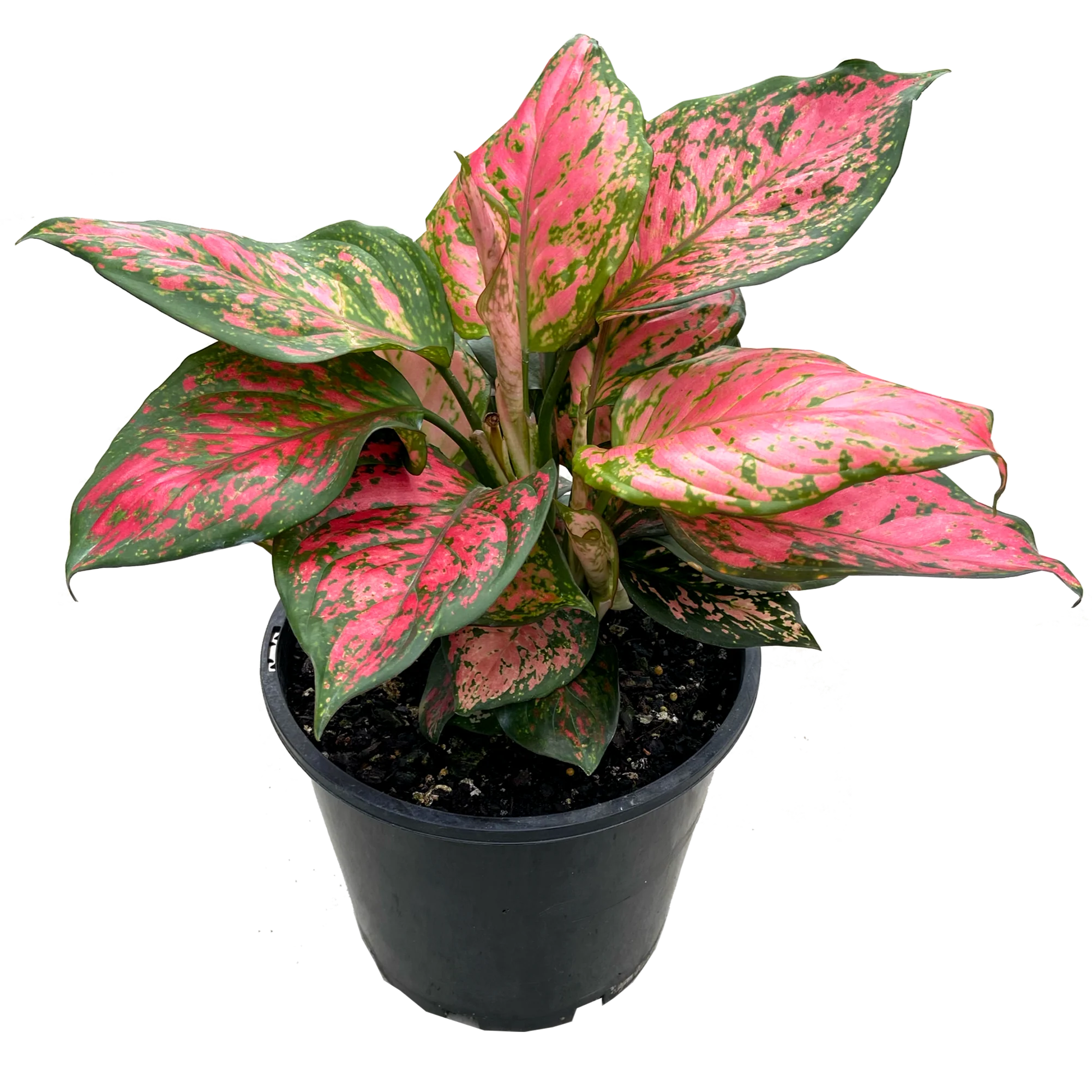 Aglaonema 'Lady Valentine'