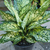 Aglaonema 'Thai Snowflake'