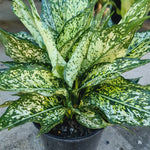 Aglaonema 'Thai Snowflake'