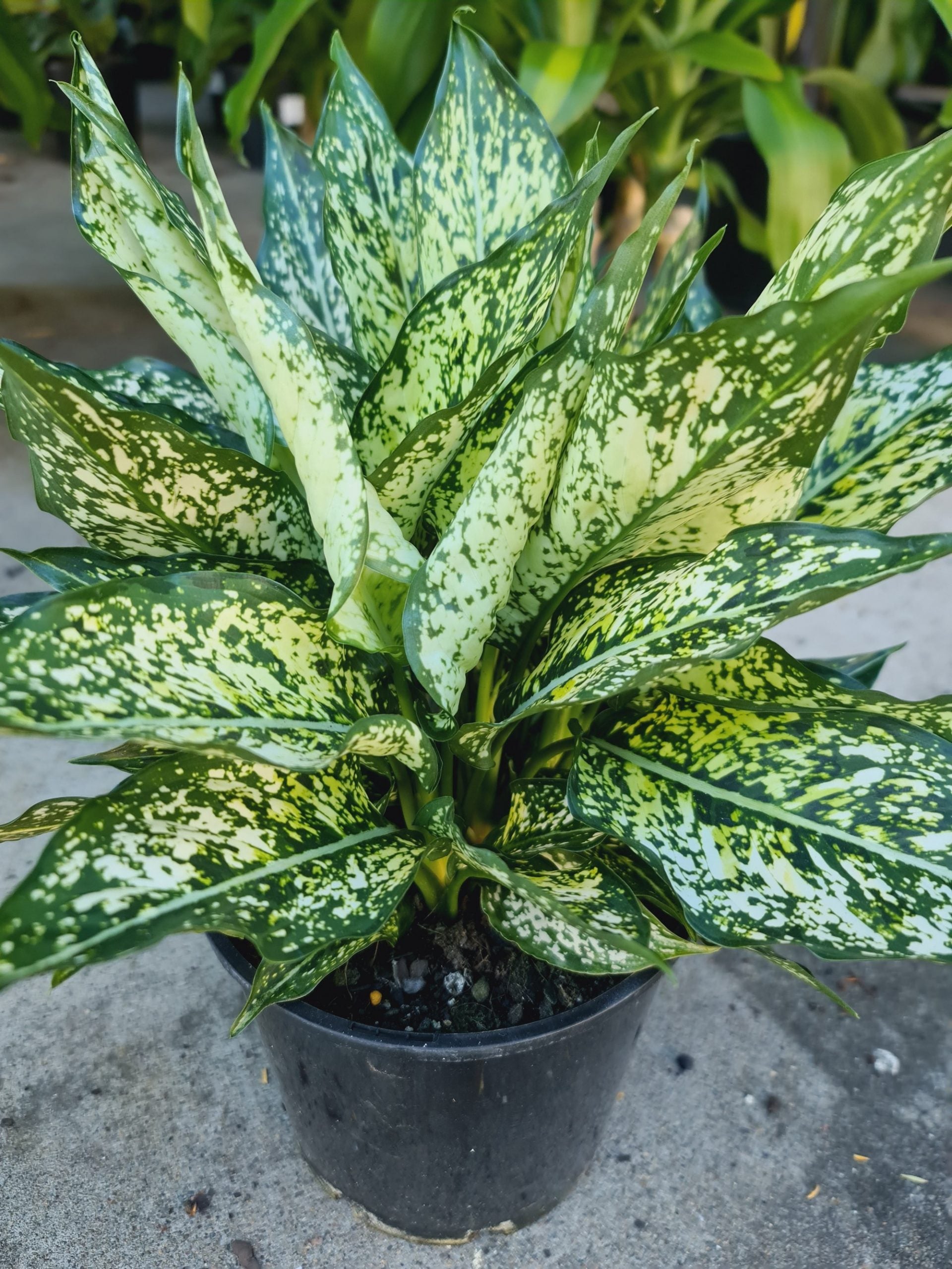 Aglaonema 'Thai Snowflake'
