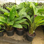 Tacca chantrieri 'Black' (Bat Plant)