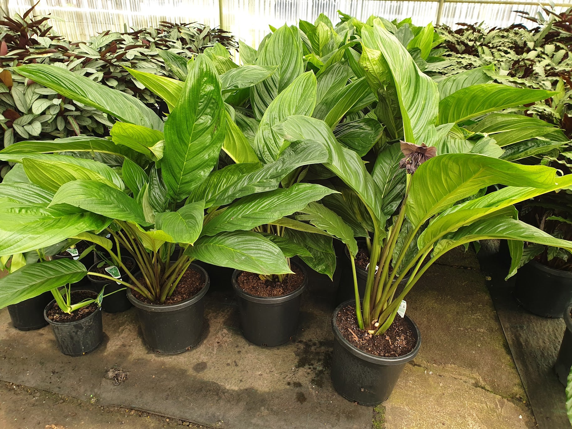 Tacca chantrieri 'Black' (Bat Plant)