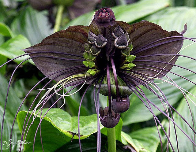 Tacca chantrieri 'Black' (Bat Plant)