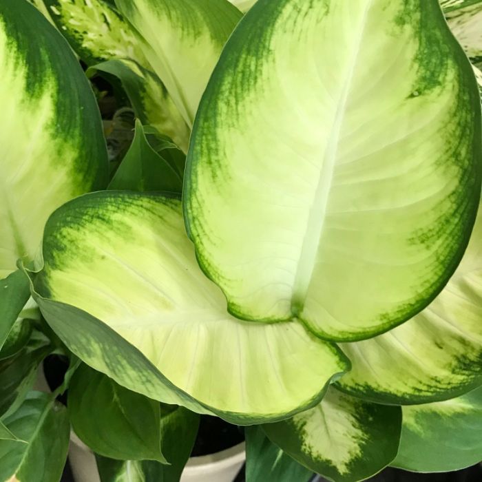 Dieffenbachia 'Tropic Marianne'