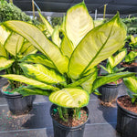 Dieffenbachia 'Tropic Marianne'