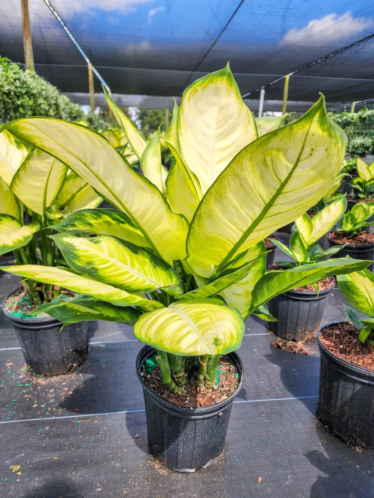 Dieffenbachia 'Tropic Marianne'
