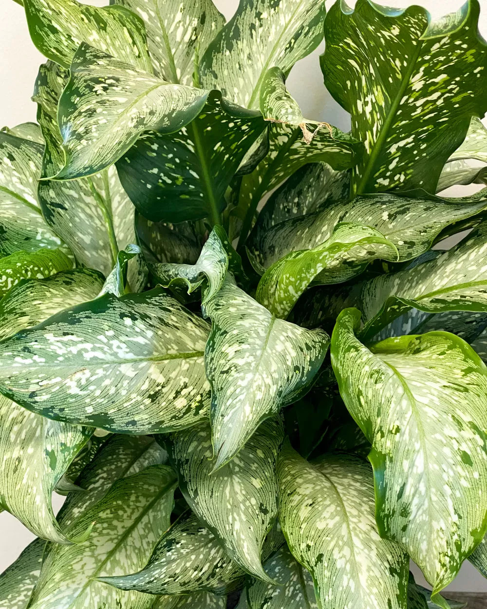 Dieffenbachia 'Memoria Corsii'