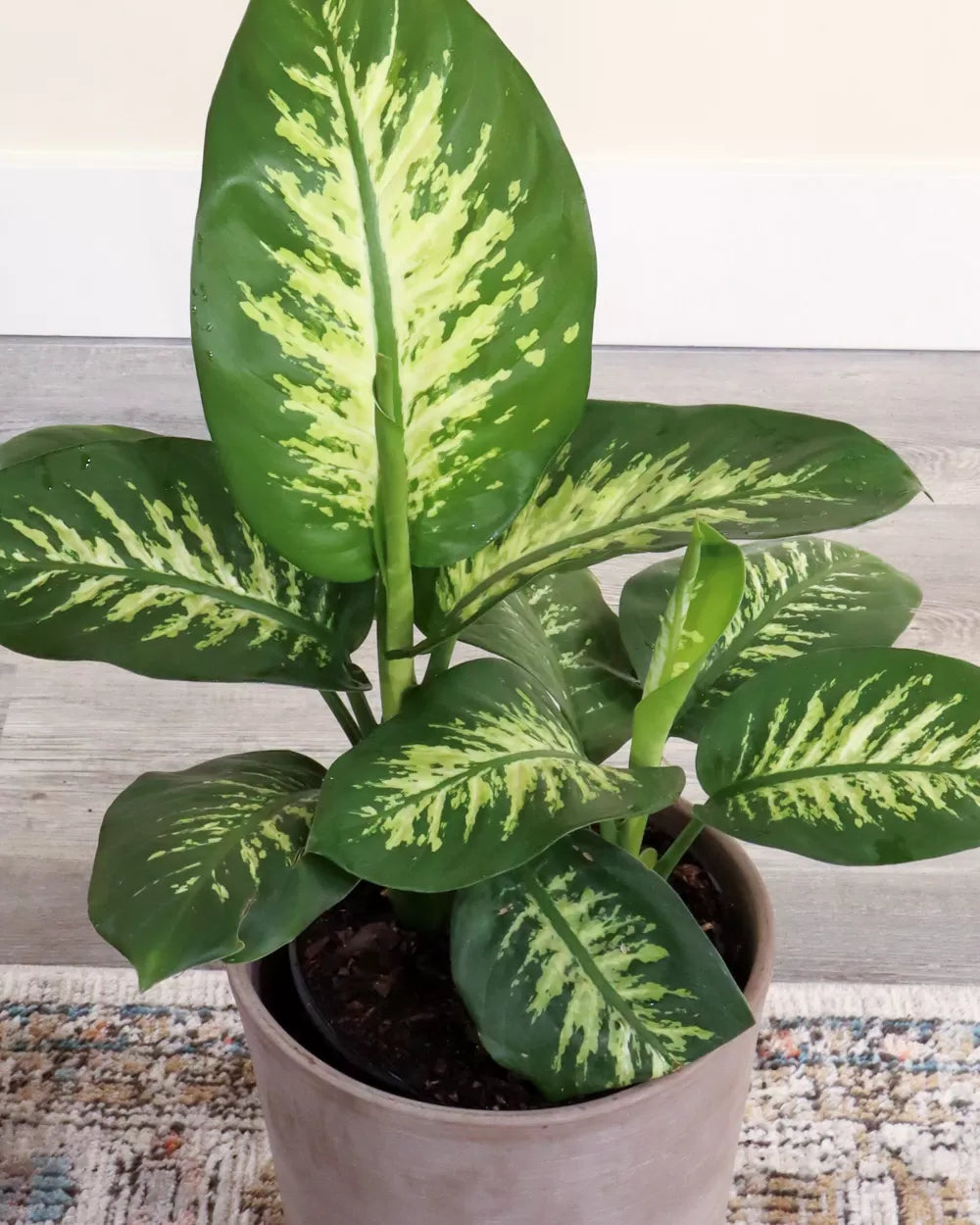 Dieffenbachia 'Snow'