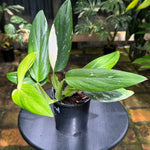 Monstera standleyana