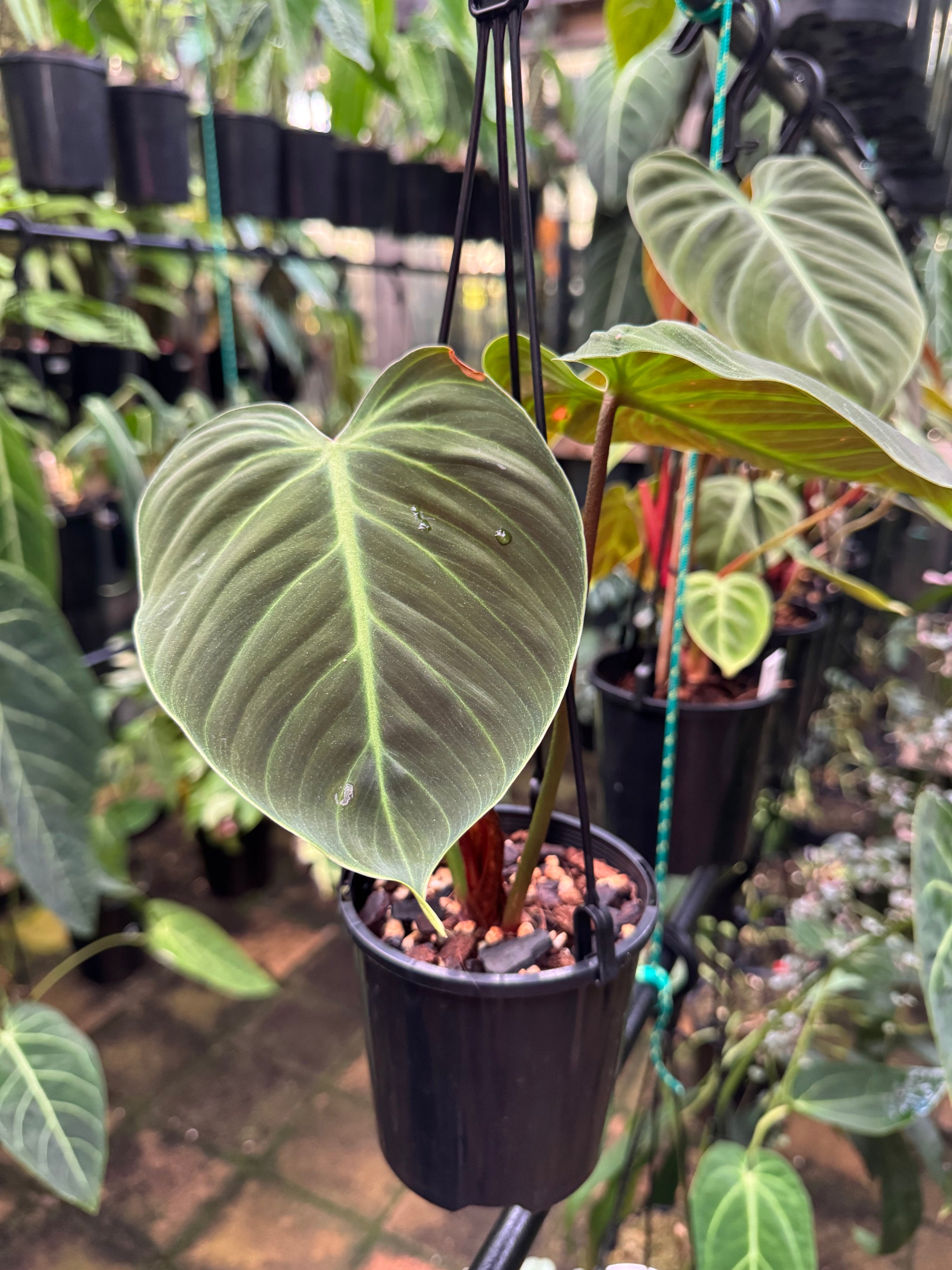 Philodendron 'El-Choco' Red