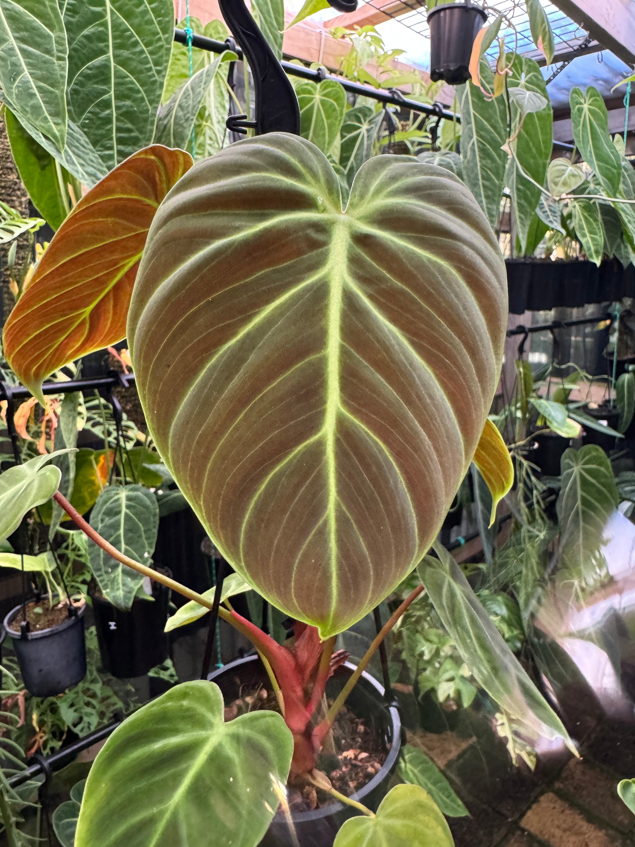 Philodendron 'El-Choco' Red