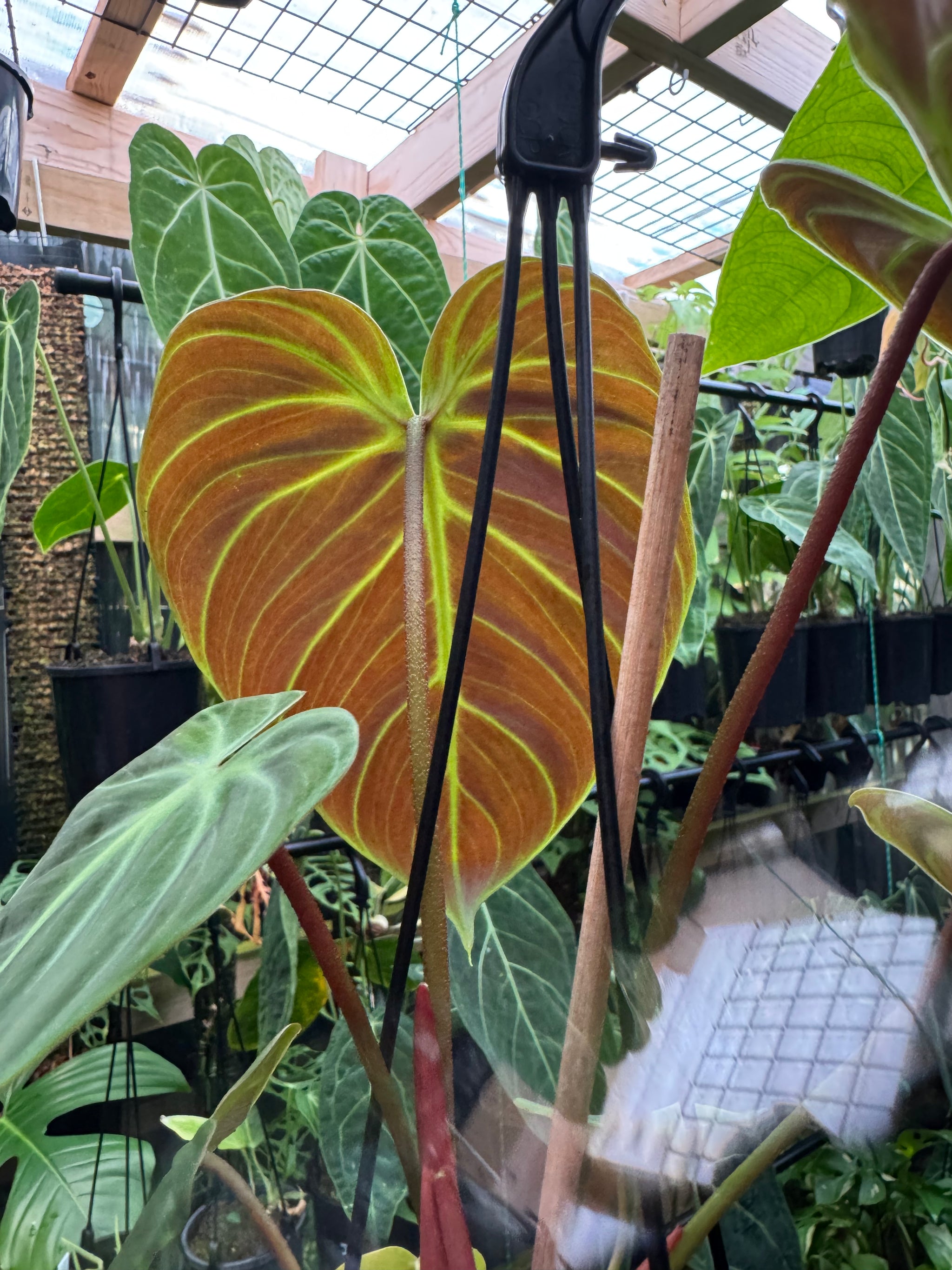 Philodendron 'El-Choco' Red