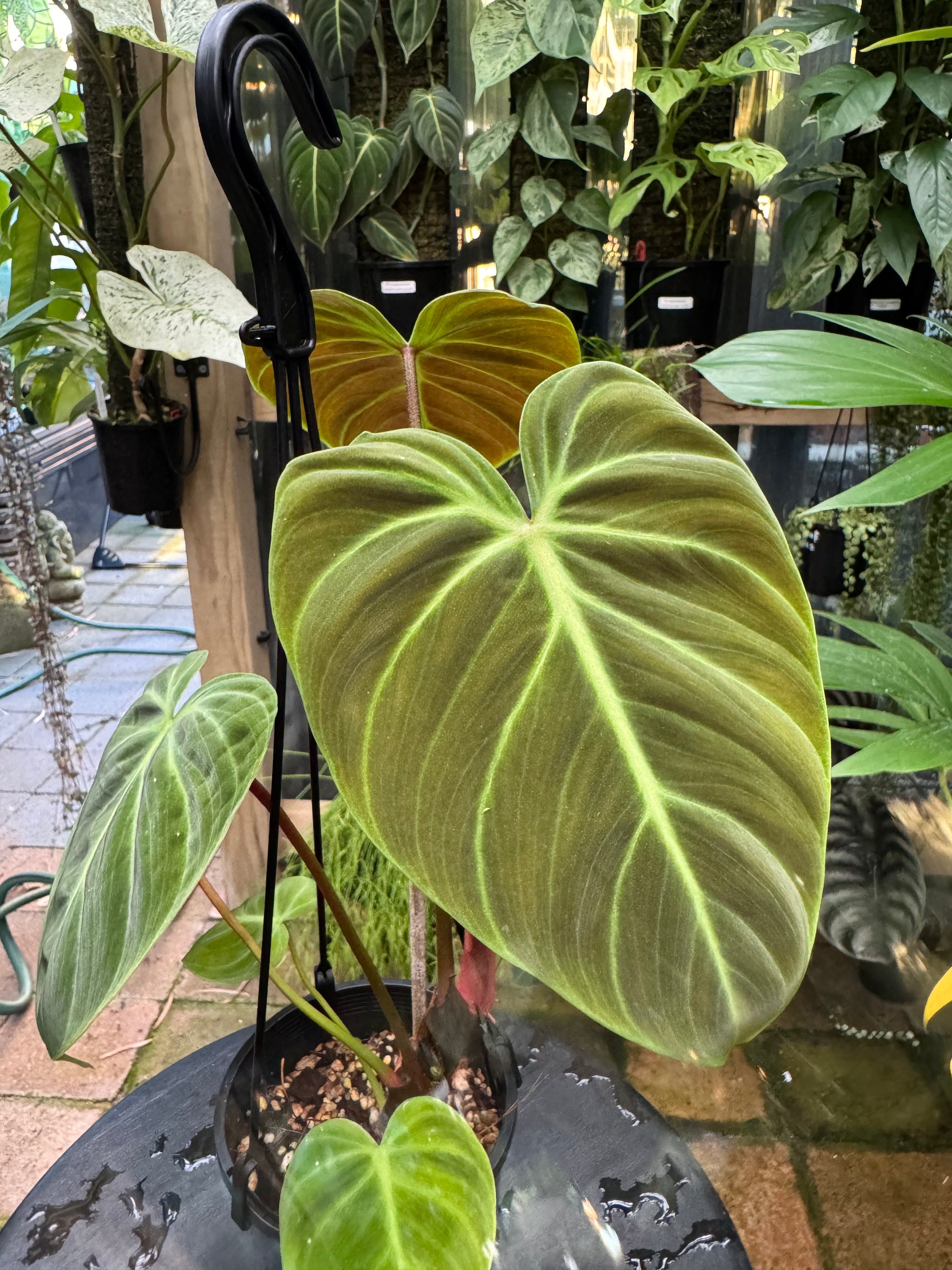 Philodendron 'El-Choco' Red