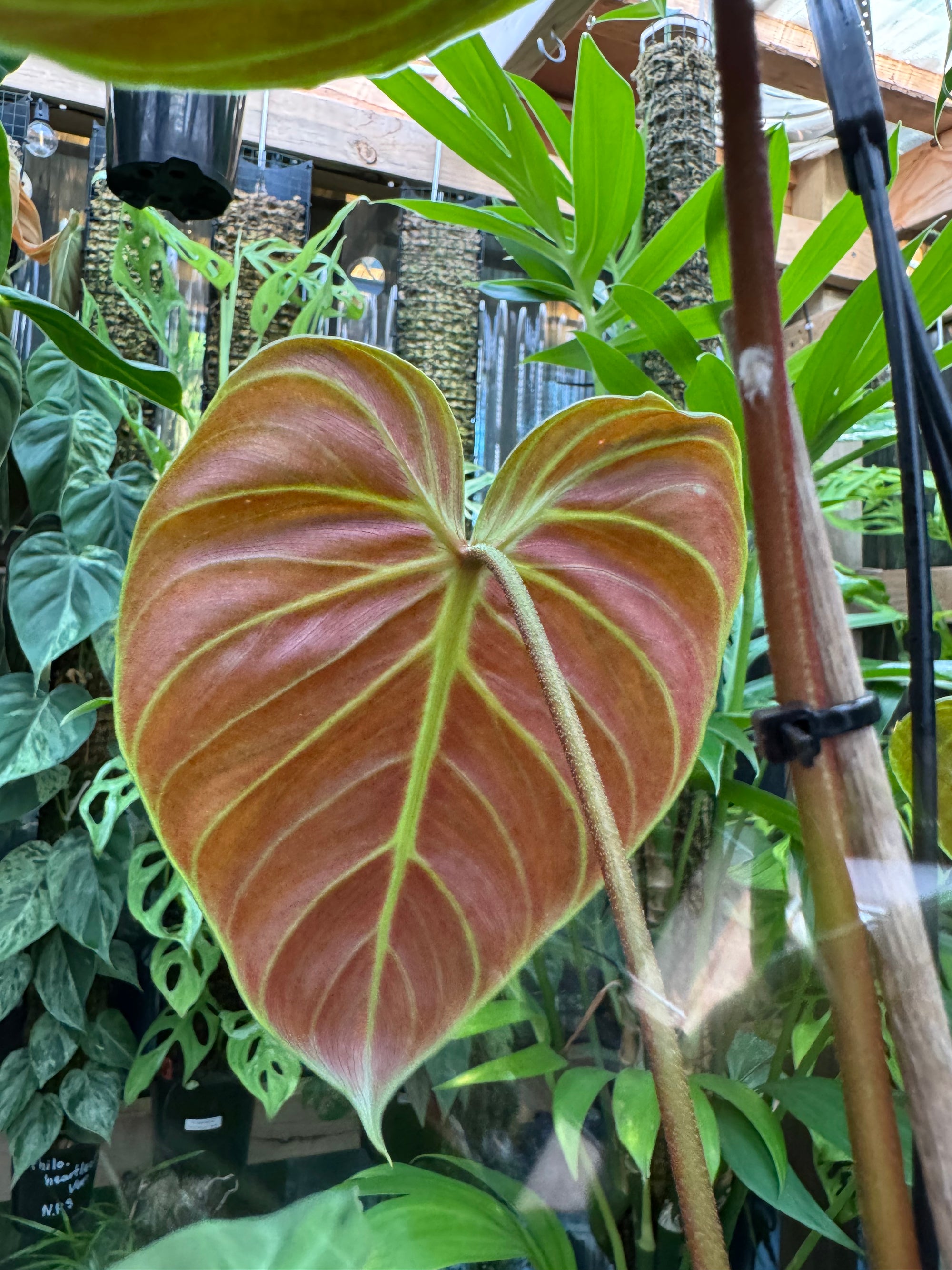 Philodendron 'El-Choco' Red