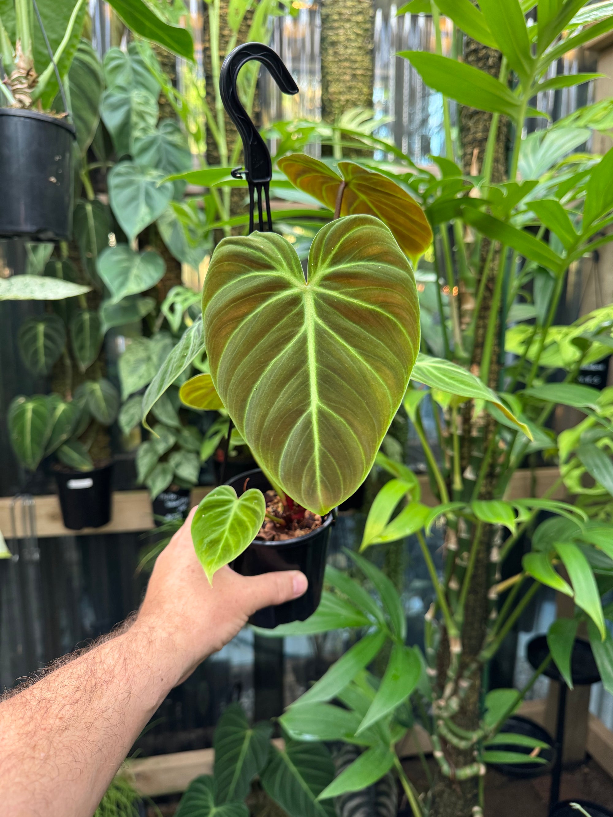 Philodendron 'El-Choco' Red
