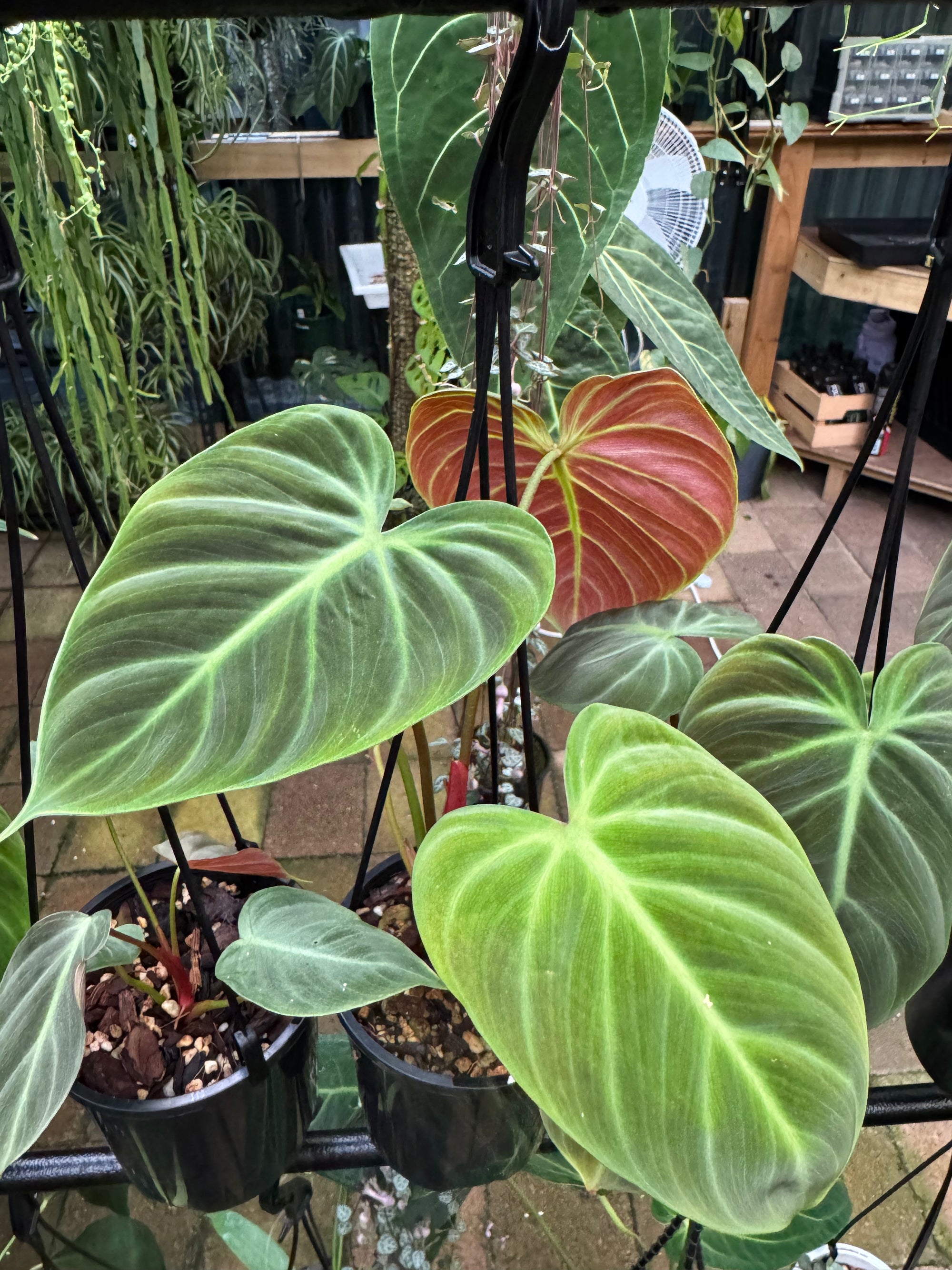 Philodendron 'El-Choco' Red