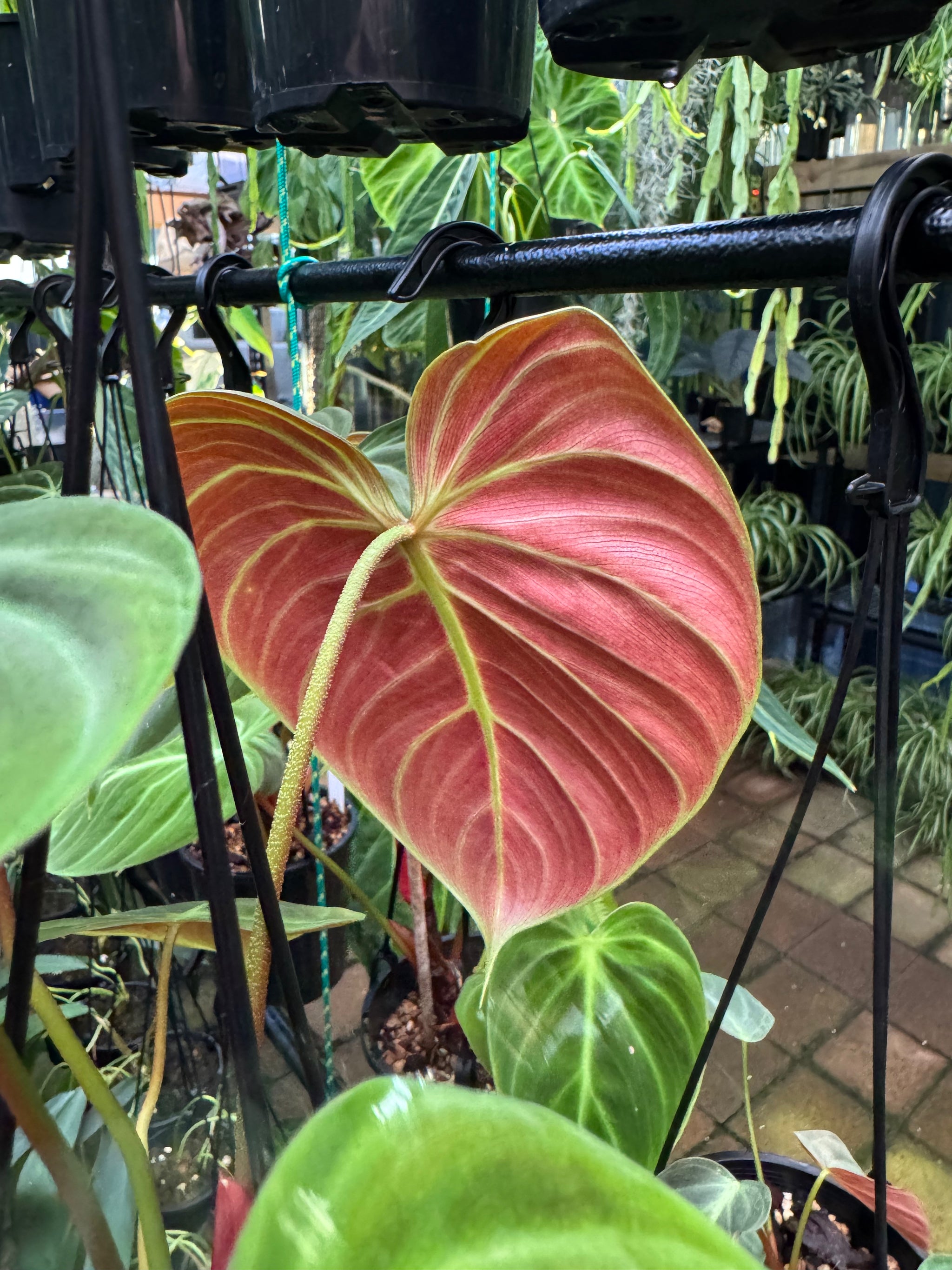 Philodendron 'El-Choco' Red