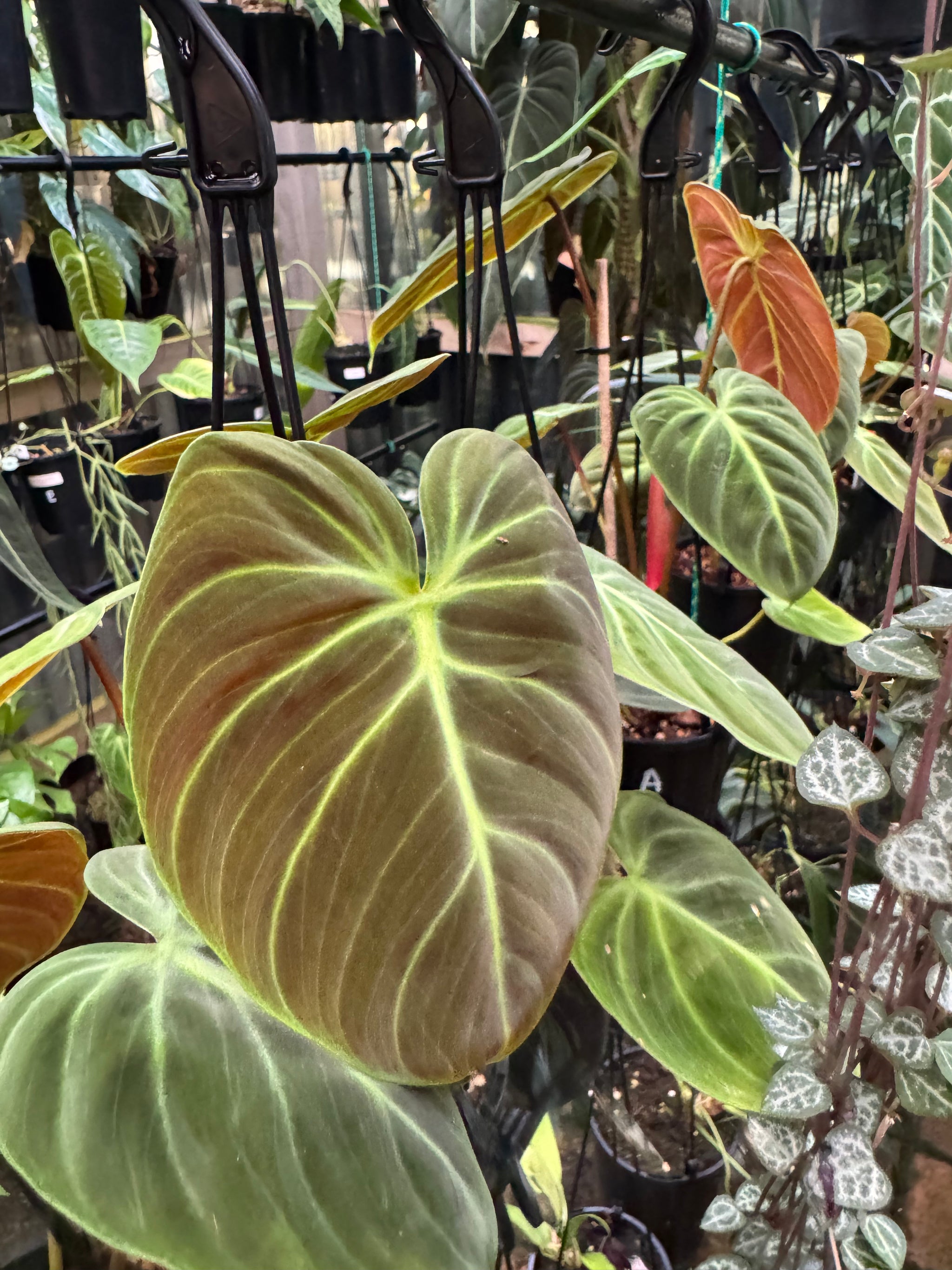 Philodendron 'El-Choco' Red
