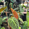 Philodendron 'El-Choco' Red