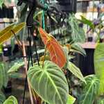 Philodendron 'El-Choco' Red