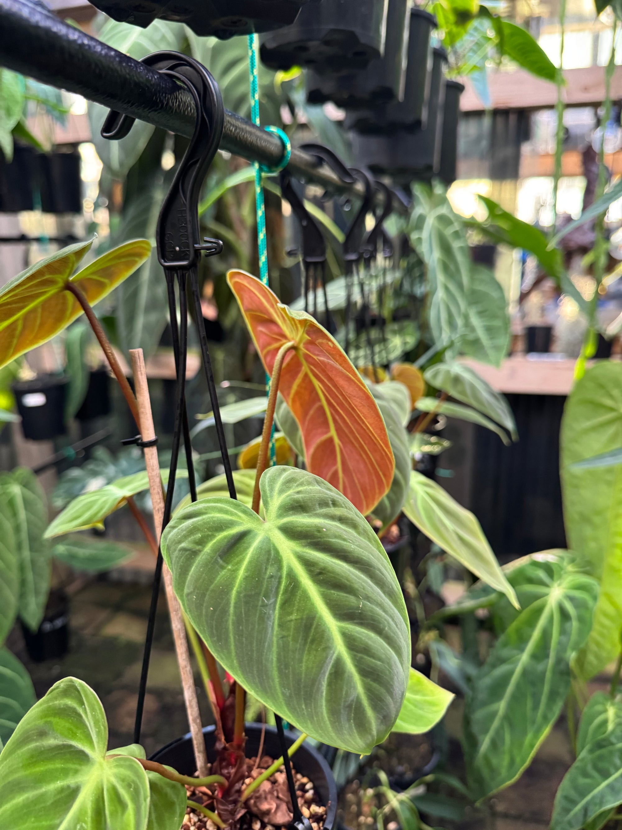 Philodendron 'El-Choco' Red