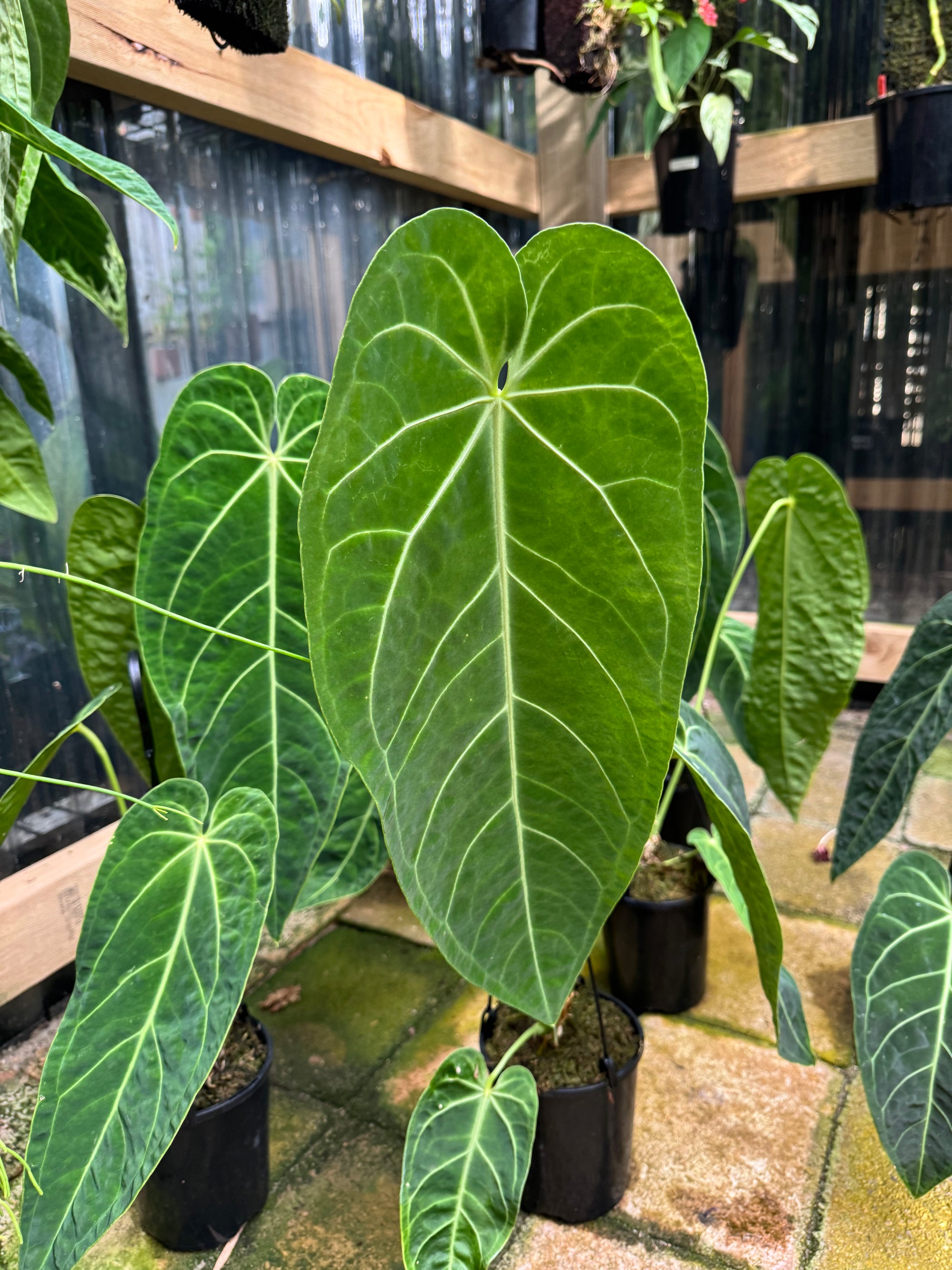 Anthurium warocqueanum (Queen) x Magnificum - LARGE