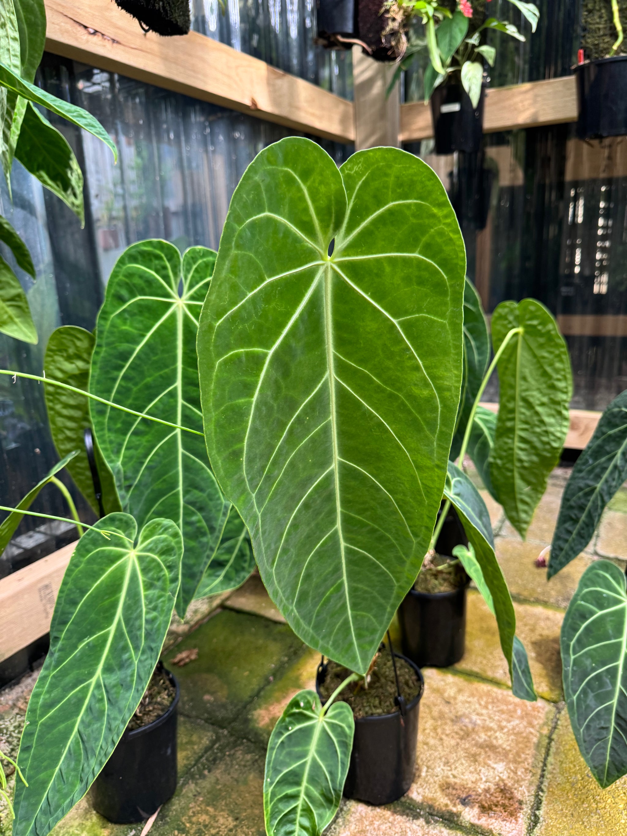 Anthurium warocqueanum (Queen) x Magnificum - LARGE