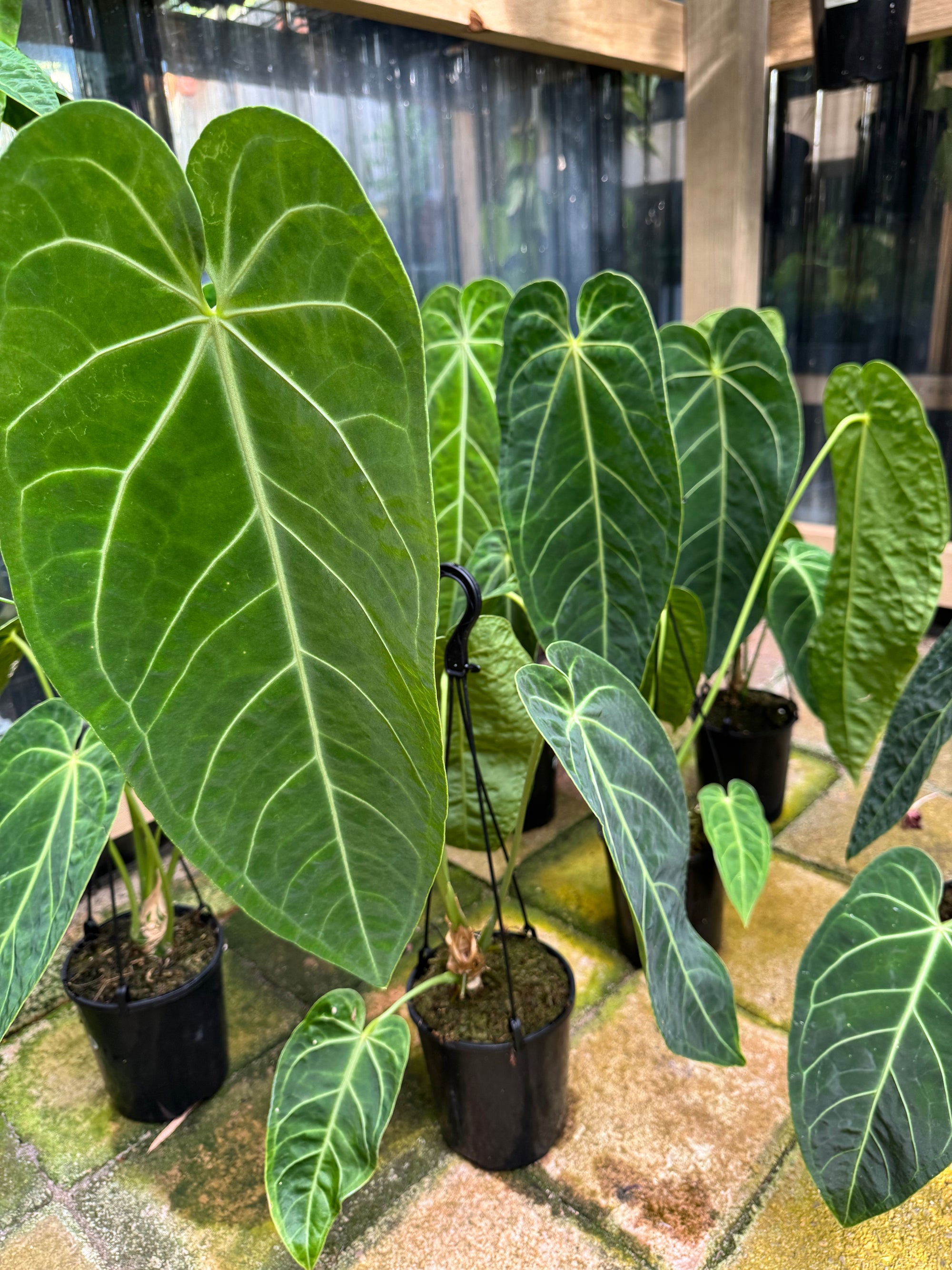 Anthurium warocqueanum (Queen) x Magnificum - LARGE