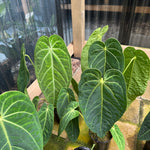 Anthurium warocqueanum (Queen) x Magnificum - LARGE