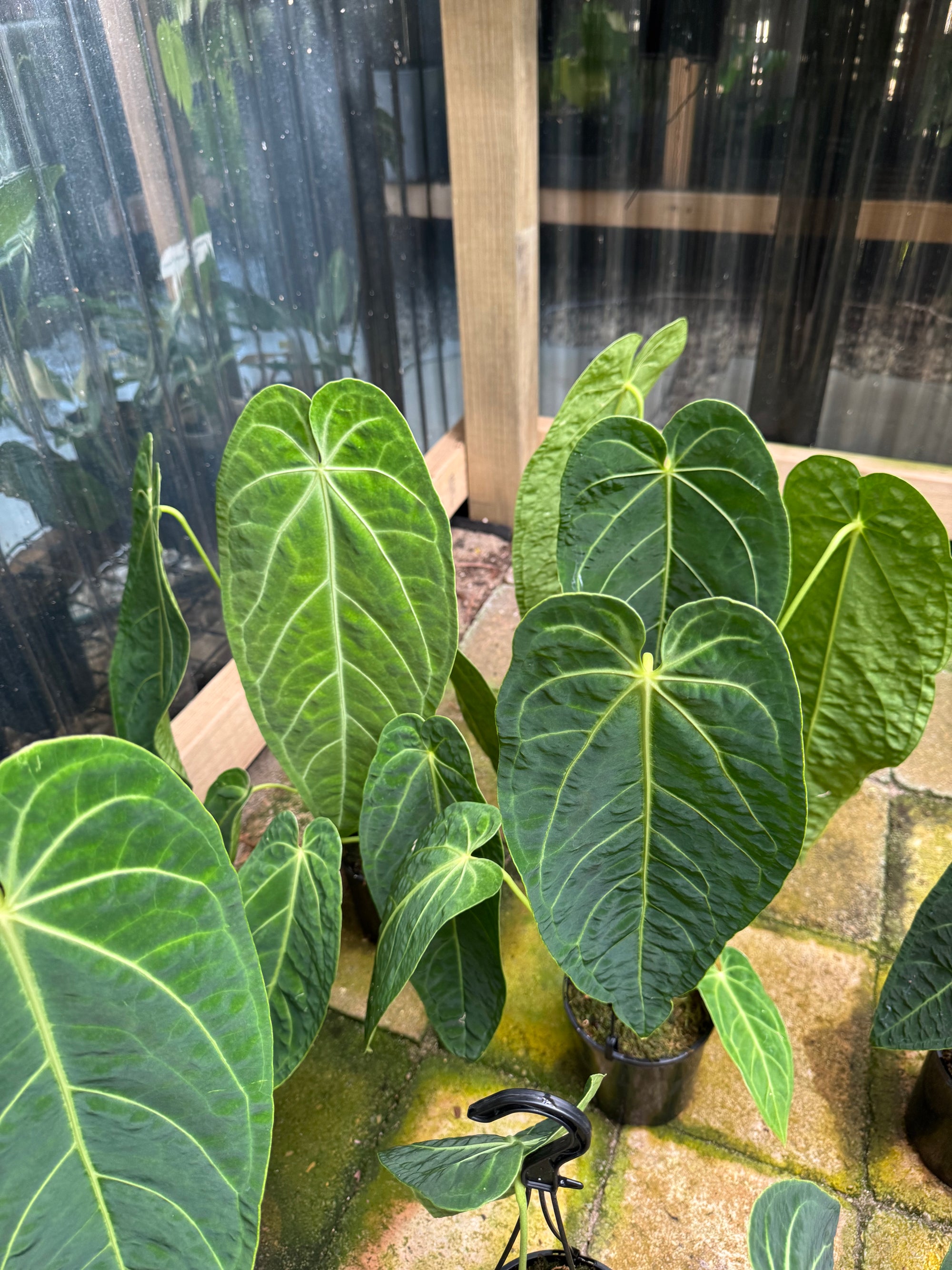 Anthurium warocqueanum (Queen) x Magnificum - LARGE