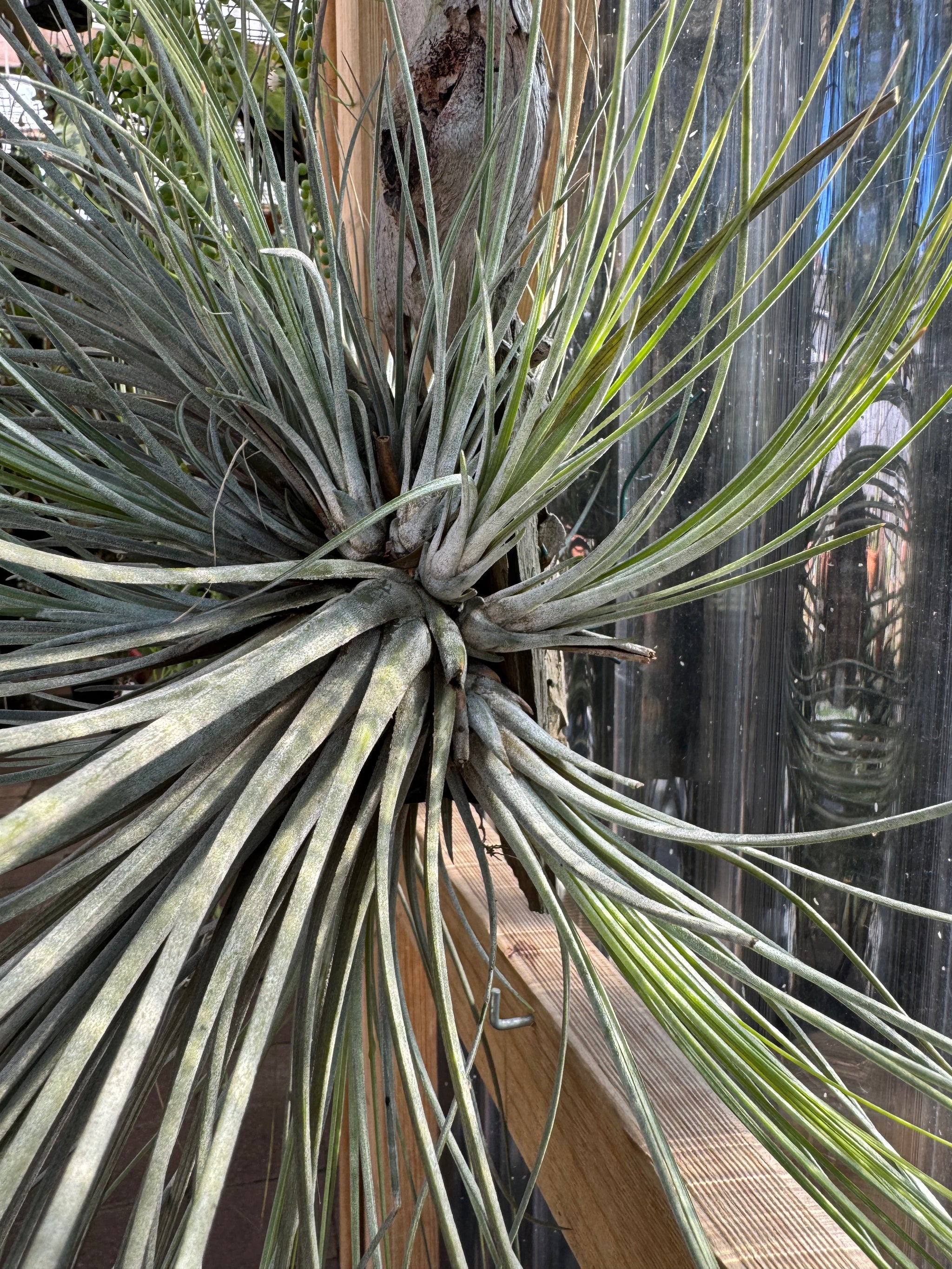Tillandsia disticha 'Giant Form'