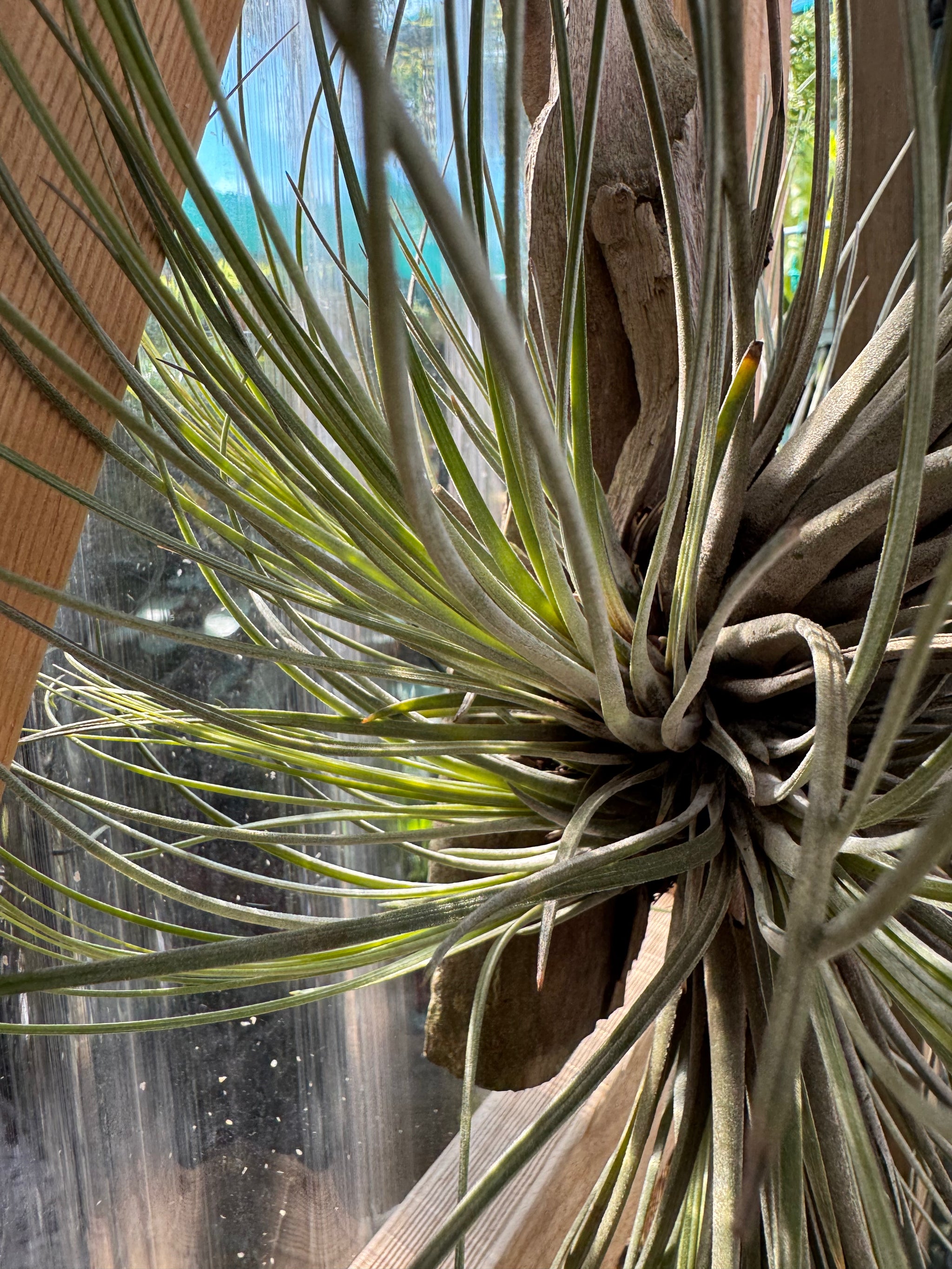 Tillandsia disticha 'Giant Form'