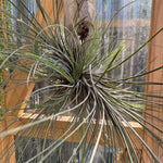 Tillandsia disticha 'Giant Form'