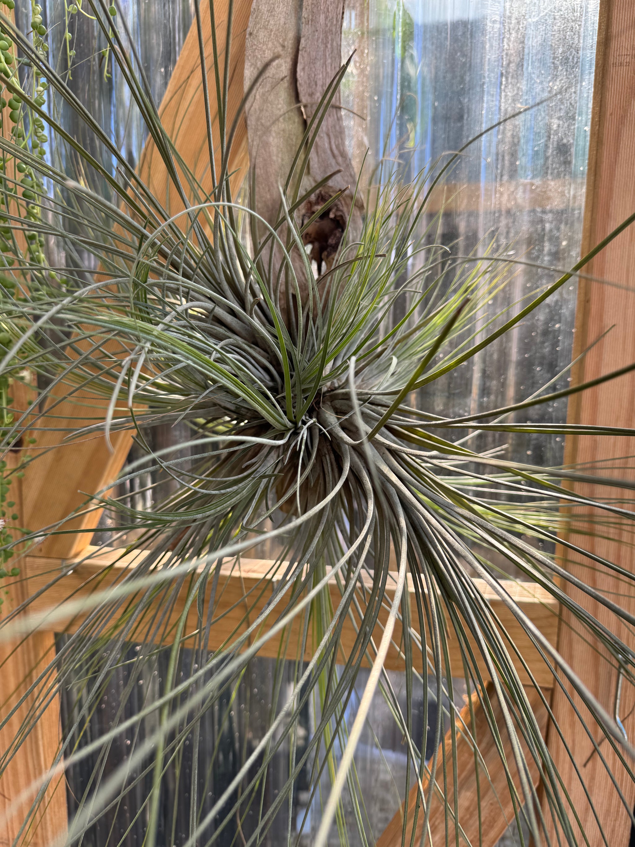 Tillandsia disticha 'Giant Form'