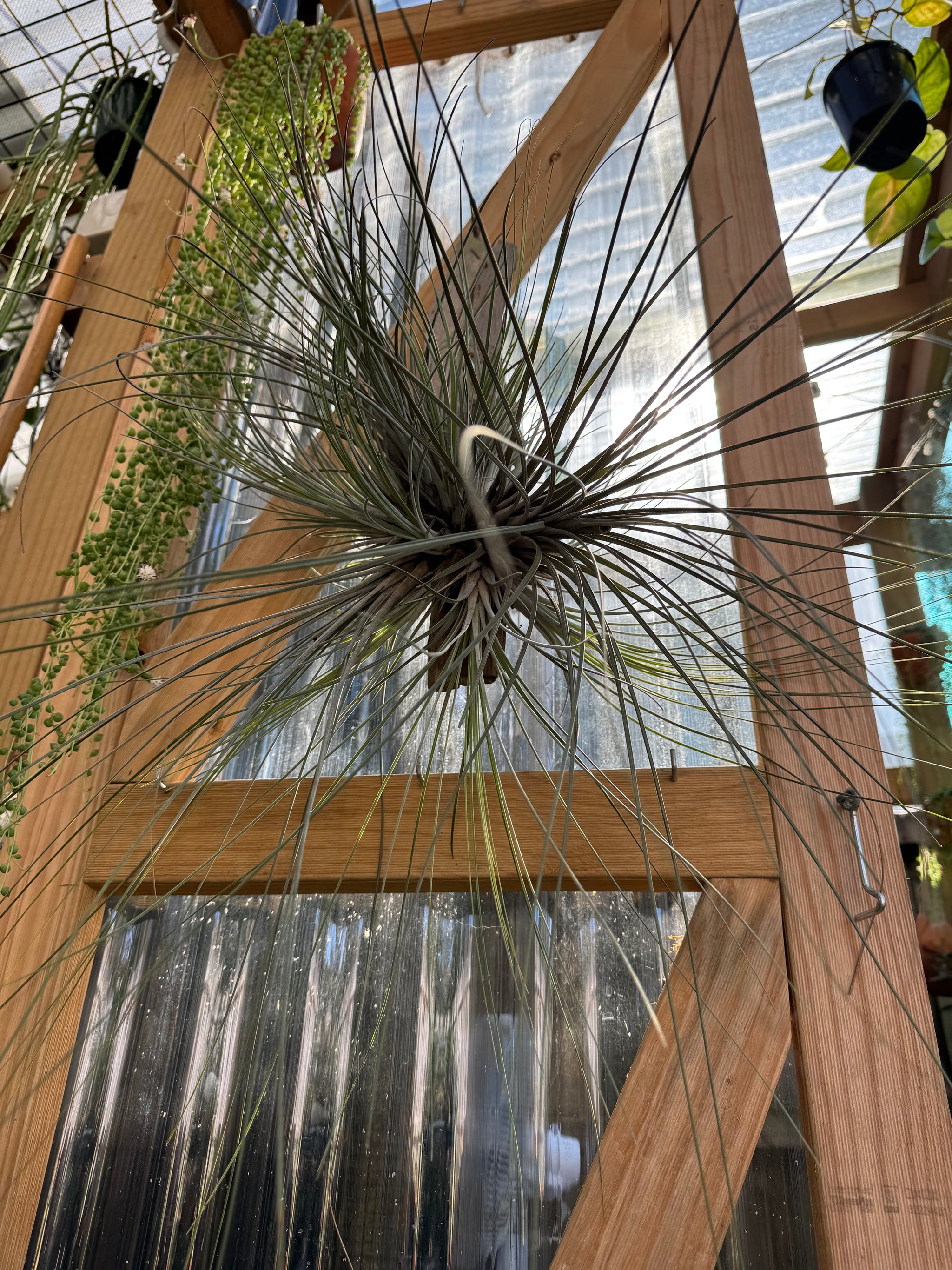 Tillandsia disticha 'Giant Form'