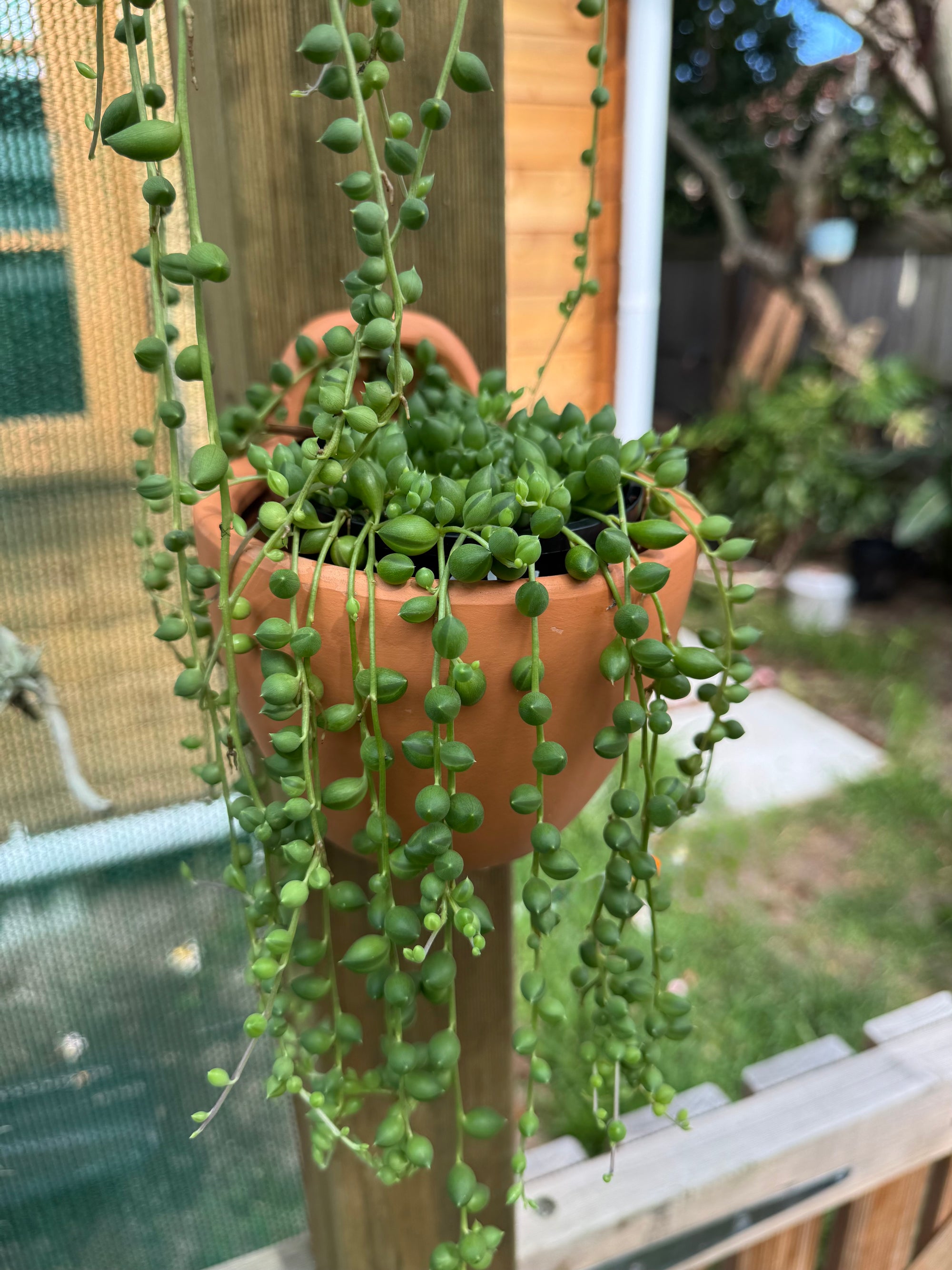 Terracotta hanging pot