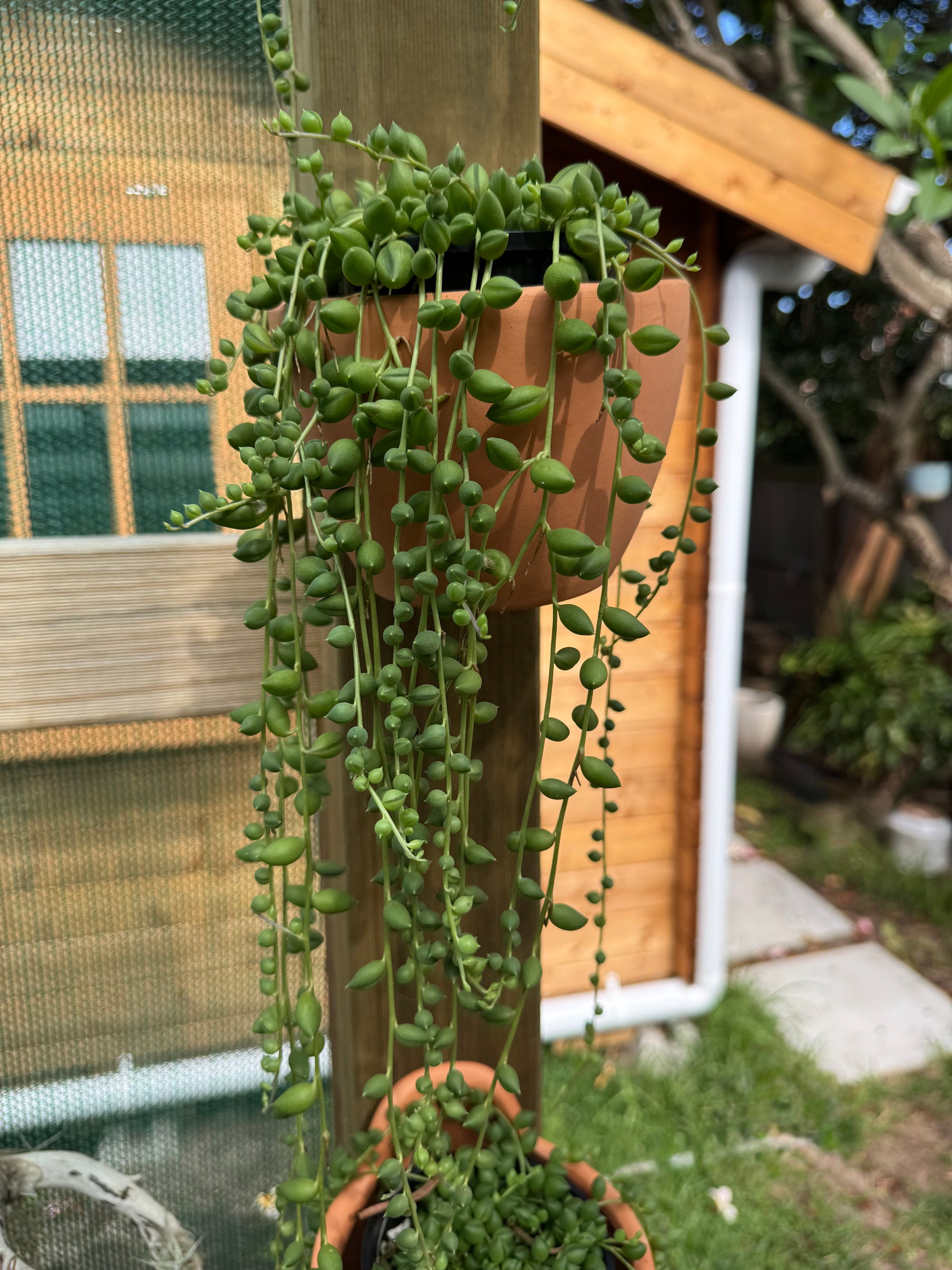 Terracotta hanging pot
